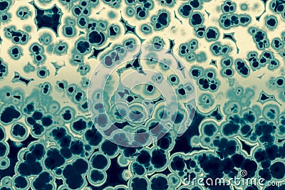 Shape of bacterial cell: cocci, bacilli, spirilla bacteria Stock Photo