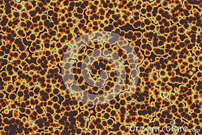 Shape of bacterial cell: cocci, bacilli, spirilla bacteria Stock Photo