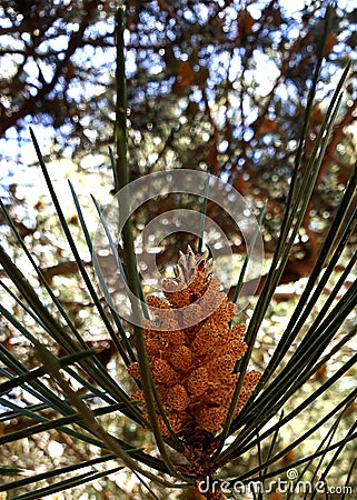 Shape of black spruce flower Stock Photo