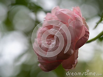 Shape and colors of Plume rose that blooming Stock Photo