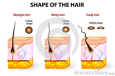 Shape of the hair and hair anatomy Vector Illustration