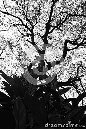 Shape of Samanea saman trees and pattern of branch in black and white tone Stock Photo