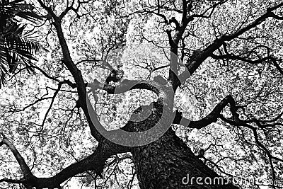 Shape of Samanea saman trees and pattern of branch in black and white tone Stock Photo