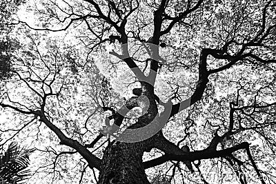 Shape of Samanea saman trees and pattern of branch in black and white tone Stock Photo