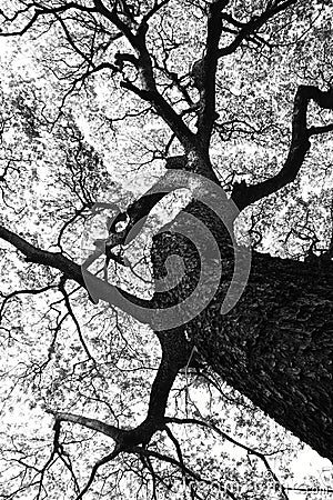 Shape of Samanea saman trees and pattern of branch in black and white tone Stock Photo