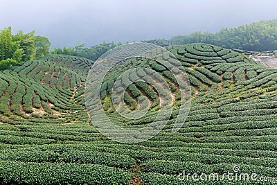 The shape of tea garden like chinese Eight Trigrams Stock Photo