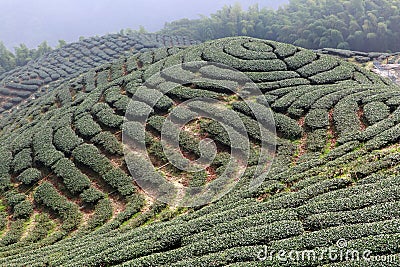 The shape of tea garden like chinese Eight Trigrams Stock Photo
