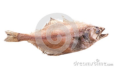 Shaped Flatfish or flounders Pleuronectidae also known as plaice,dab,sole or flukes, isolated on white. Top side Stock Photo