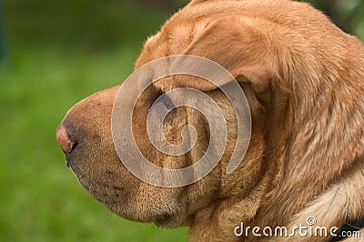 Shar Pei Stock Photo