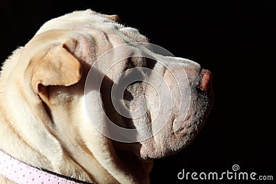 Shar pei Stock Photo