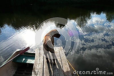 Shar Pei Stock Photo