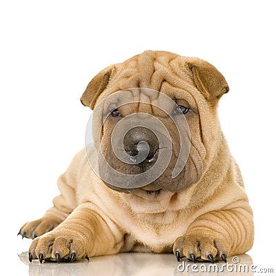 Shar pei Stock Photo