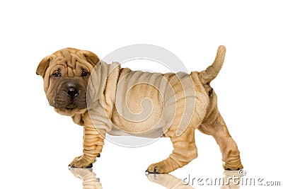 Shar pei Stock Photo