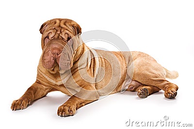 Shar pei Stock Photo