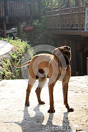 Shar pei dog Stock Photo