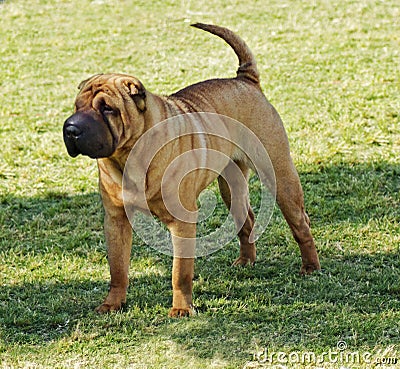 Shar Pei dog Stock Photo