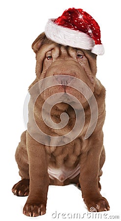 Shar pei dog with christmas hat Stock Photo