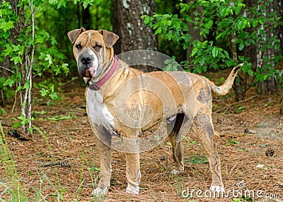 Shar pei dog with mange Stock Photo