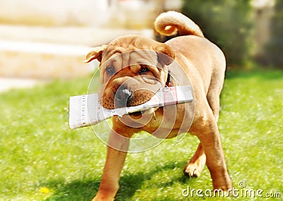 Shar Pei dog with newspapers Stock Photo