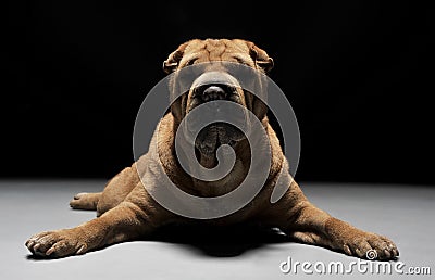 Shar Pei lying down in the dark studio Stock Photo