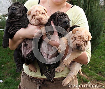 Shar pei puppies in hand Stock Photo