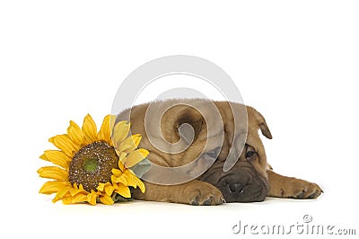 Shar-Pei puppy Stock Photo