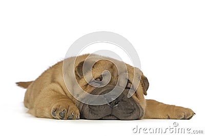 Shar-Pei puppy Stock Photo