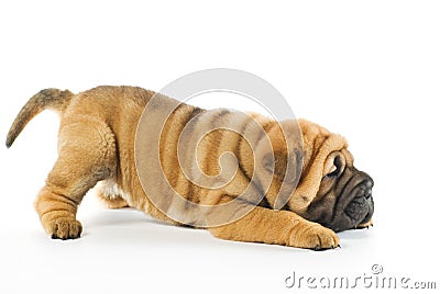 Shar pei puppy Stock Photo