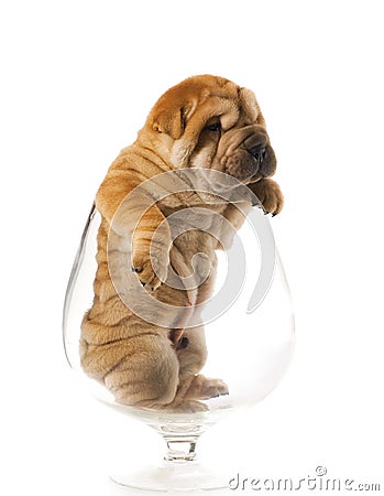 Shar pei puppy Stock Photo