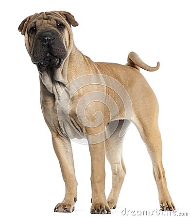 Shar Pei puppy, 6 months old, standing Stock Photo