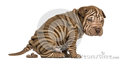 Shar Pei puppy defecating, looking at the camera, Stock Photo