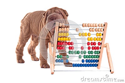 Shar-pei puppy is learning to count with Abacus Stock Photo