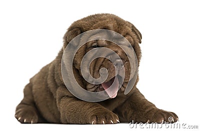 Shar Pei puppy lying down, panting, isolated Stock Photo