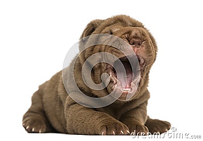 Shar Pei puppy lying down, yawning, isolated Stock Photo