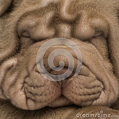 Shar Pei puppy's face, isolated on white Stock Photo