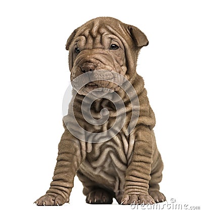 Shar Pei puppy sititng Stock Photo