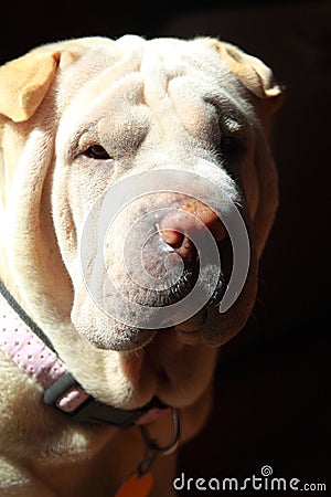 Shar pei in sun Stock Photo