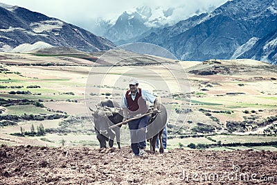 Sharecropper plowing a field for potatoes, Maras, Urubamba Valley, Peru Editorial Stock Photo