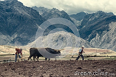 Sharecroppers plowing a field for potatoes, Urubamba Valley, Peru Editorial Stock Photo