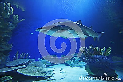 Shark Stock Photo