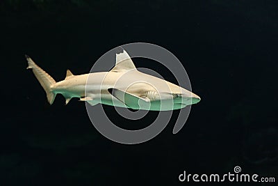 Shark Stock Photo