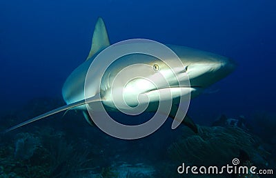 Shark Stock Photo