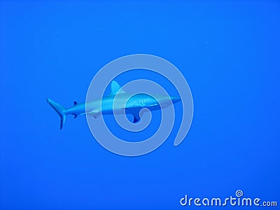 Shark Stock Photo