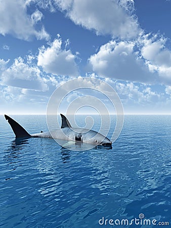 Shark Stock Photo