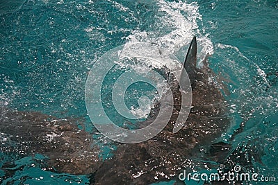 Shark attack Stock Photo