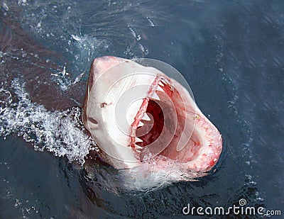 Shark attack Stock Photo