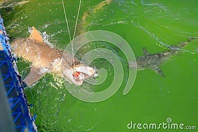 Shark eating Australia Stock Photo