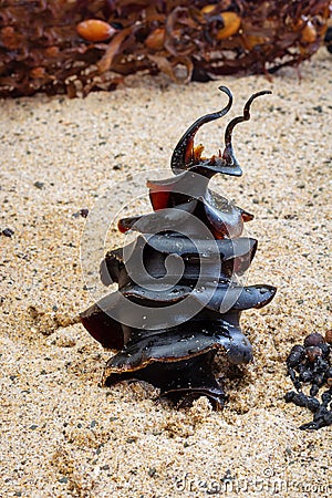 Shark egg â€“ a Port Jackson Shark, Heterodontus portusjacksoni egg found on beach, NSW, Australia Stock Photo