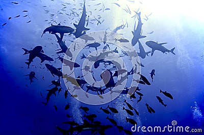 Shark feeding frenzy Stock Photo