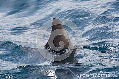 Shark fin above water Stock Photo